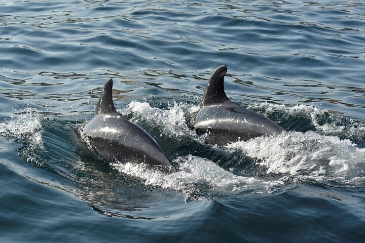 Albufeira to Benagil: 2.5-Hour Powerboat Caves and Wild Dolphin Cruise photo 5