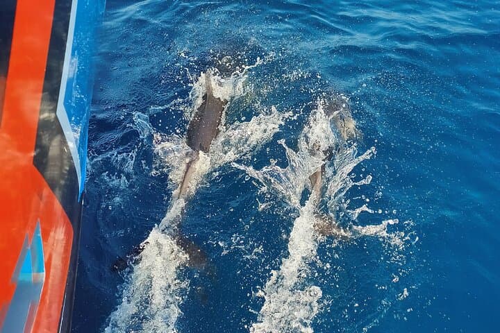 Albufeira to Benagil: 2.5-Hour Powerboat Caves and Wild Dolphin Cruise photo 3