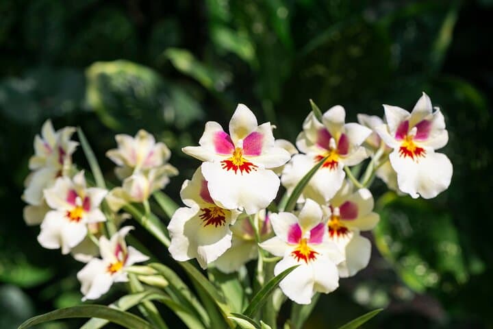 Pereira Orchid Tour: Walk Among 840 Species and Native Birds