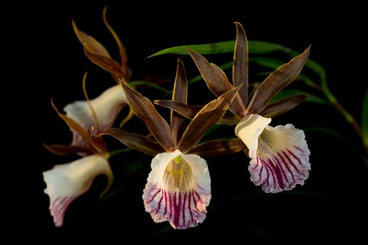 Pereira Orchid Tour: Walk Among 840 Species and Native Birds photo 2