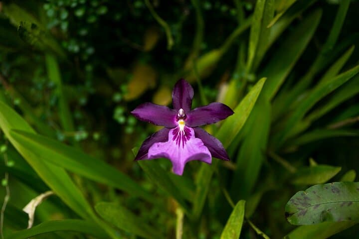 Pereira Orchid Tour: Walk Among 840 Species and Native Birds photo 3