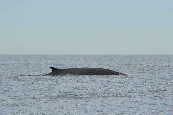Full-Day Whale Watching from Barcelona — Mediterranean Whale & Dolphin Safari