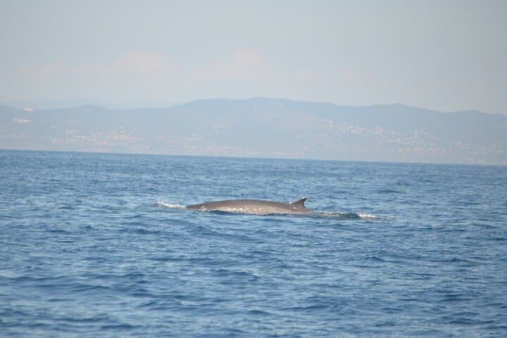 Full-Day Whale Watching from Barcelona — Mediterranean Whale & Dolphin Safari photo 4