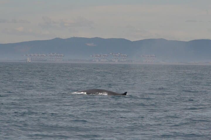 Full-Day Whale Watching from Barcelona — Mediterranean Whale & Dolphin Safari photo 5
