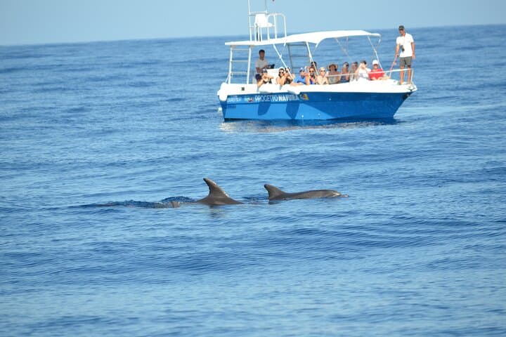 Alghero Dolphin Watching & Guided Snorkeling: Marine Research Day Trip photo 2