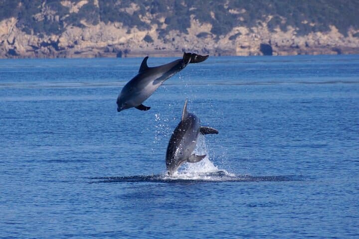 Alghero Dolphin Watching & Guided Snorkeling: Marine Research Day Trip photo 4