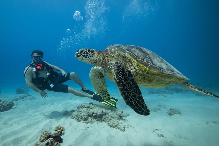 Two-Tank Reef Dives off Oahu: Certified Scuba from Kewalo Basin