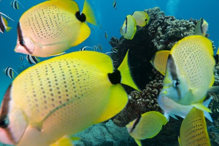 Turtle Canyon Waikiki Snorkel Adventure: Guided Boat Charters from Kewalo Harbor photo 6