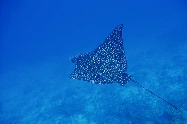 Roqueta Island Beginner Scuba: 1- or 2‑Tank Boat Dives in Acapulco photo 4