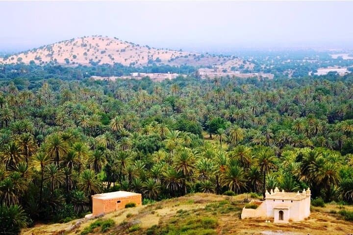 Tiout Oasis & Taroudant Day Explorer: Argan Trees, Kasbahs, and Souks from Agadir photo 5