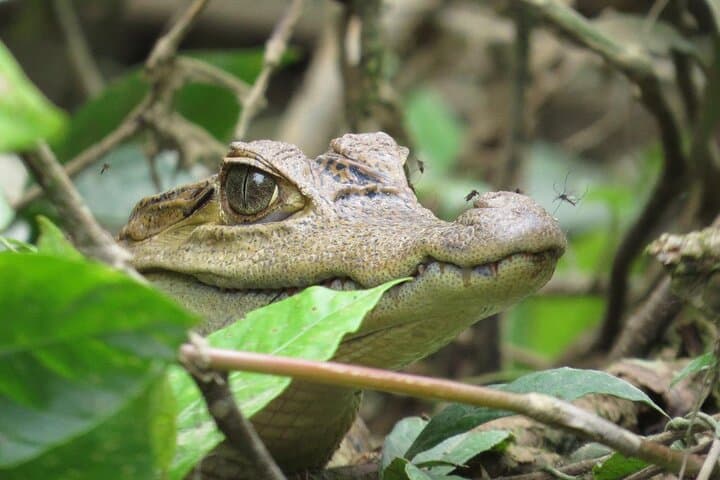 Cuyabeno Dolphin Lodge: 4-Day Amazon Canoe, Hike & Wildlife Experience photo 6