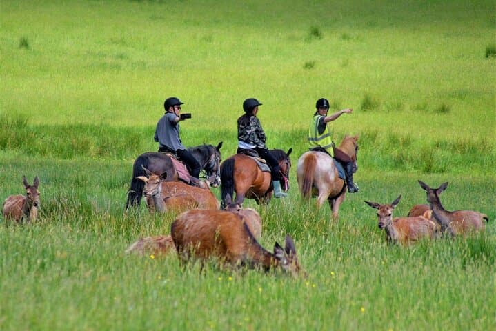 Explore Killarney National Park on a Guided 3-Hour Horseback Ride photo 4