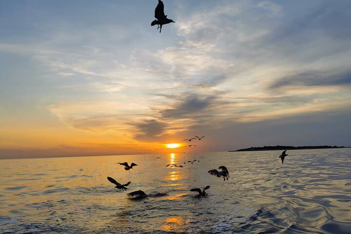 Sunset Dolphin Cruise in Pula with Dinner — Brijuni Boat Trip photo 5