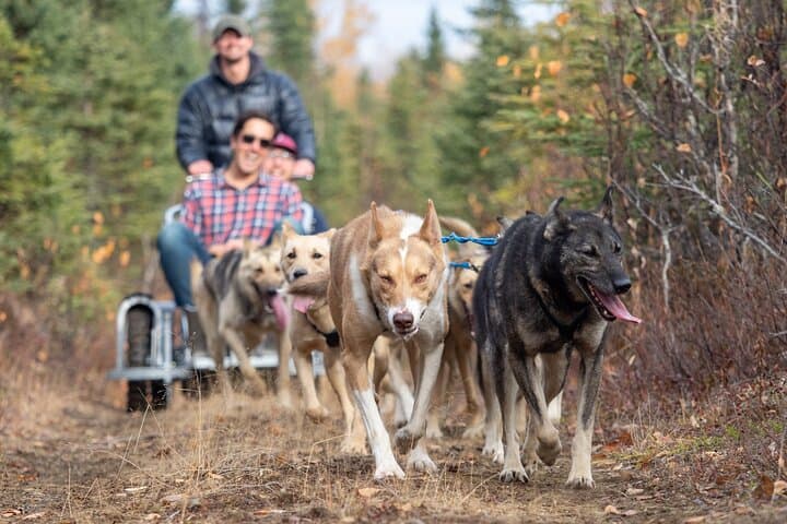 Summer Dog Sledding in Willow: Dog-Powered Cart Tours on Iditarod Training Trails photo 2