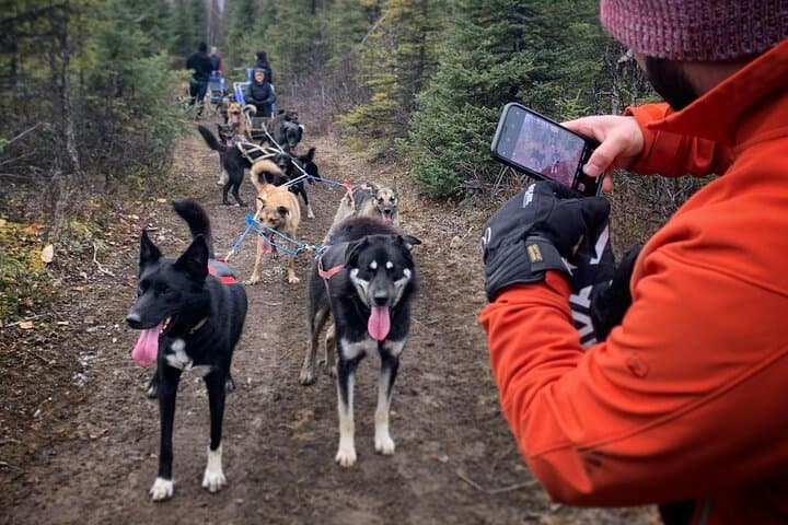 Summer Dog Sledding in Willow: Dog-Powered Cart Tours on Iditarod Training Trails photo 3