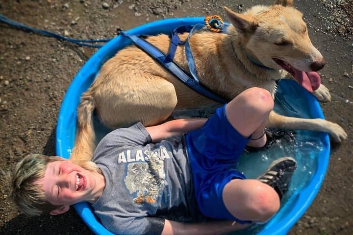 Summer Dog Sledding in Willow: Dog-Powered Cart Tours on Iditarod Training Trails photo 4
