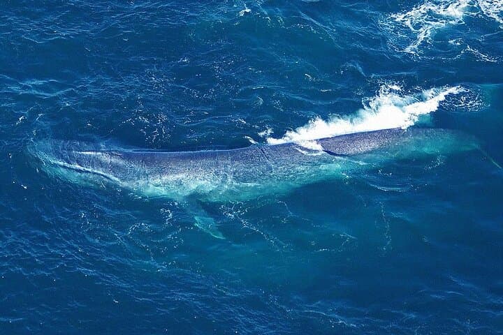 Helicopter Whale Watching Kaikoura — Christchurch Scenic Flight