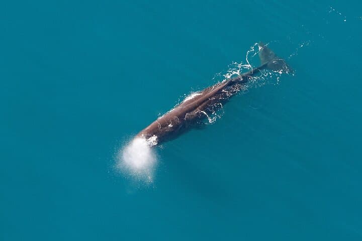 Helicopter Whale Watching Kaikoura — Christchurch Scenic Flight photo 4