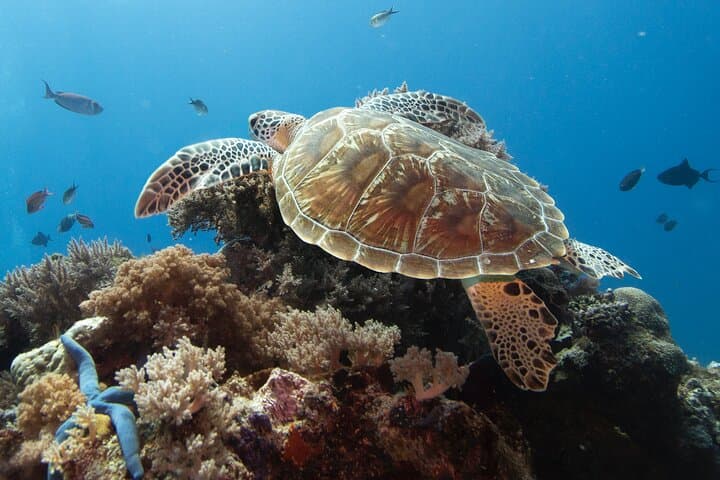 Private Ethical Dolphin Watching Trip in Zanzibar with Invisible Island Picnic
