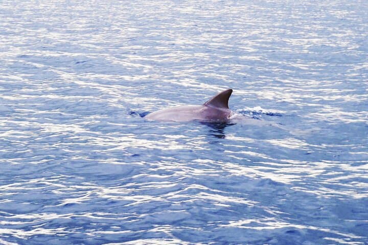 Private Ethical Dolphin Watching Trip in Zanzibar with Invisible Island Picnic photo 3