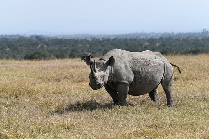 Four-Day Masai Mara & Lake Nakuru 4x4 Safari: Big Five, Great Rift Views, Flamingos photo 5