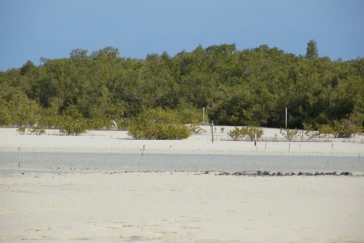 Explore Nabq National Park: Mangroves, Reefs and Desert Walks from Dahab photo 6