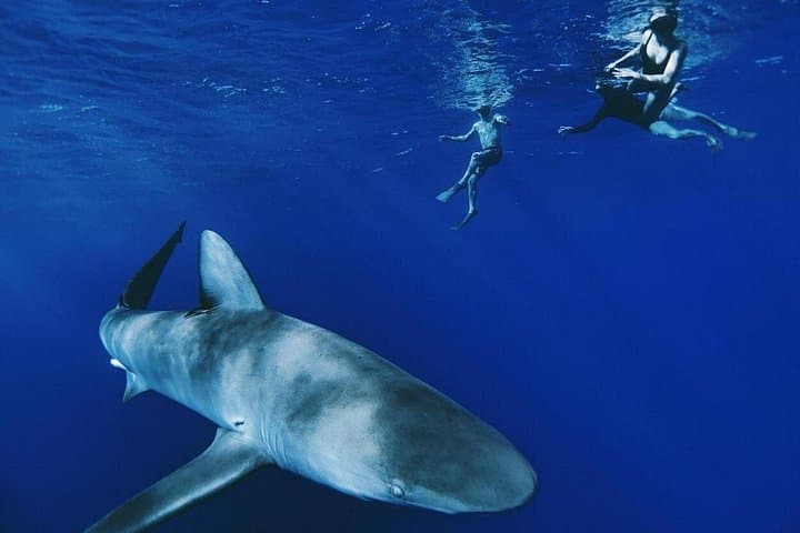 Cage-Free Pelagic Shark Swim Tour — Haleiwa North Shore Oʻahu photo 1