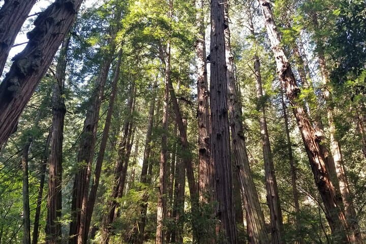 Muir Woods & Marin Headlands Private Day Tour from San Francisco photo 4