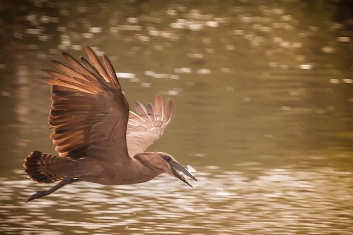 Manyoni Birding Safari: Birding the Mkuze Area’s Diverse Species photo 2