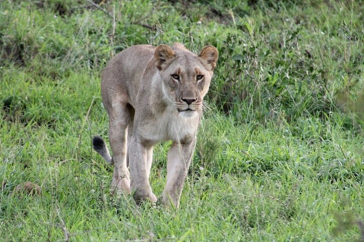Hluhluwe Half-Day Game Drive: See White Rhino and the Big Five photo 2