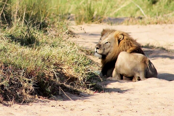 Hluhluwe Half-Day Game Drive: See White Rhino and the Big Five photo 3