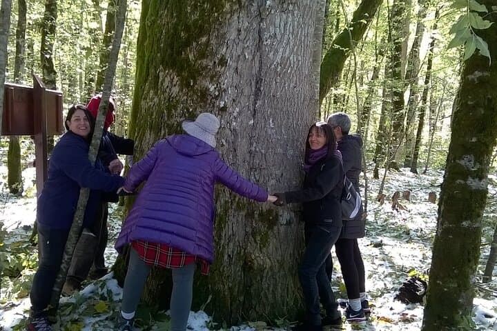 Full-Day Private Tour: Moraca & Tara Canyons, Durmitor and Biogradska Gora NP photo 6