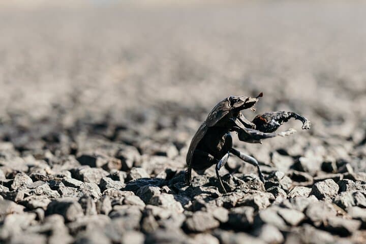 Hluhluwe Full-Day Game Drive with Lunch — Hluhluwe-Imfolozi Safari photo 2