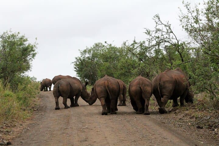 Hluhluwe Full-Day Game Drive with Lunch — Hluhluwe-Imfolozi Safari