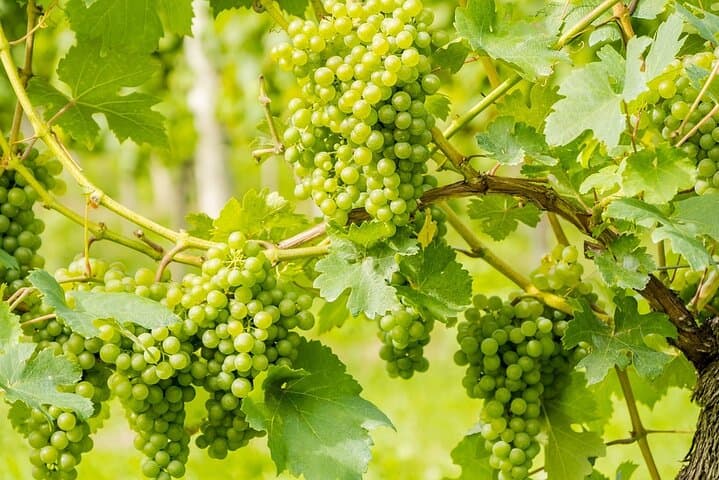 Vesuvius Wine Tasting and Crater Walk: Day Tour from Naples photo 4