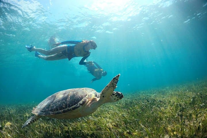 Morning Cancun Snorkel Tour — Turtles, MUSA Underwater Museum, Reef & Shipwreck photo 4