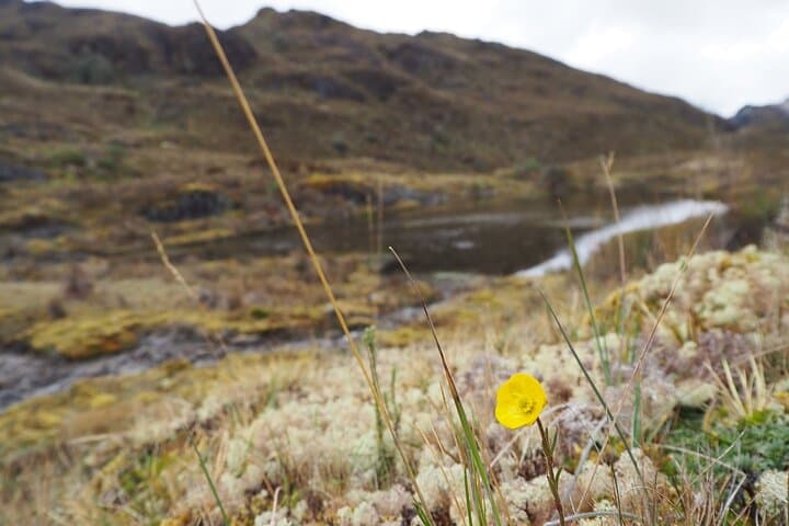 Cajas National Park Day Trip from Guayaquil — High-Altitude Lagoons & Moorland Hike photo 6
