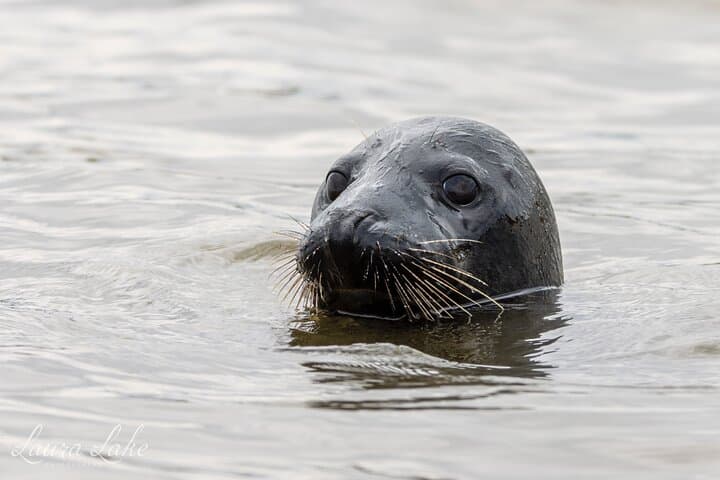 Scroby Sands Seal Watching from Lowestoft — Coastal Wildlife Boat Tour photo 2