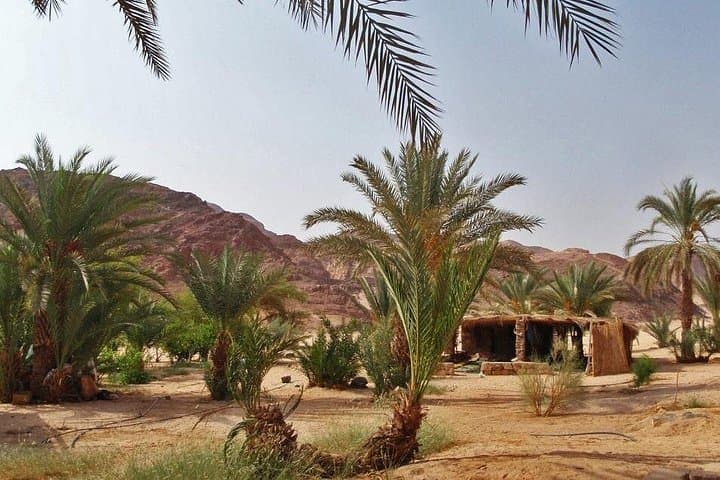 St. Catherine Monastery, White Canyon & Ain Khudra Oasis Jeep Safari from Dahab photo 4
