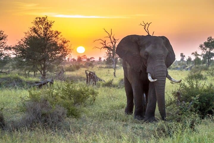 3-Day Kruger National Park Safari & Panorama Route from Johannesburg photo 1