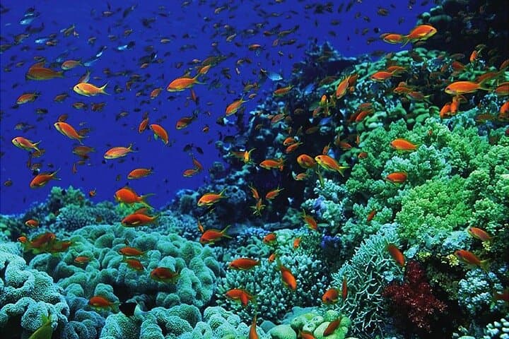 Ras Mohammed Snorkeling Day Trip from Sharm El Sheikh — Private Car Transfer photo 6