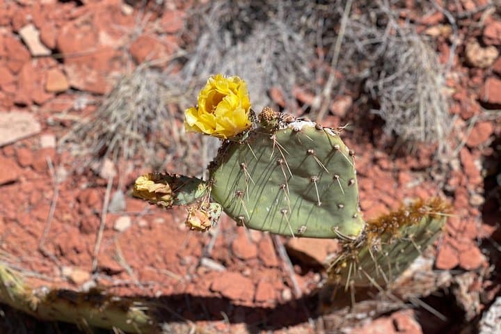 Sedona Couples Hike & Heal: Guided Relationship Renewal in the Red Rocks photo 3