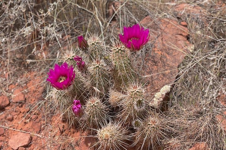 Sedona Couples Hike & Heal: Guided Relationship Renewal in the Red Rocks photo 5