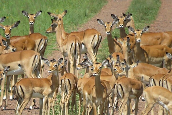 9-Day Tanzania Safari: See the Great Wildebeest Migration photo 5