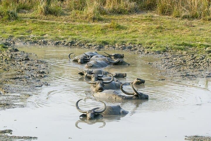 Meghalaya With Kaziranga: Cherrapunji, One‑Horned Rhinos & Morning Safari photo 2