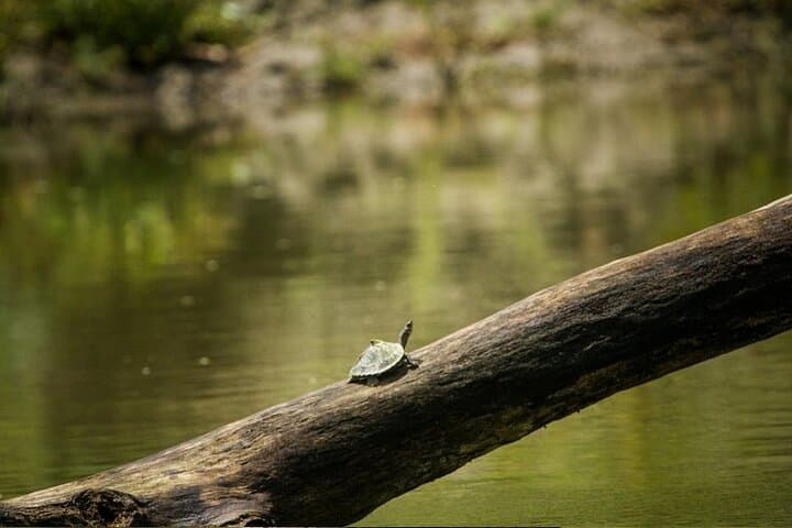 Meghalaya With Kaziranga: Cherrapunji, One‑Horned Rhinos & Morning Safari photo 3