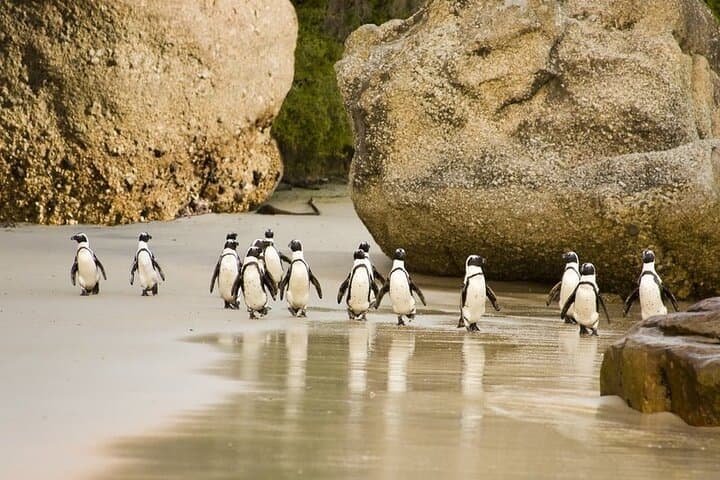 Half-Day Boulders Beach Penguin Tour from Cape Town — See African Penguins Up Close