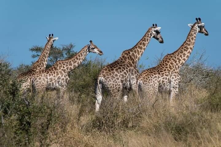 2-Day Kruger National Park Safari: Big Five Game Drives & Guided Bushwalks