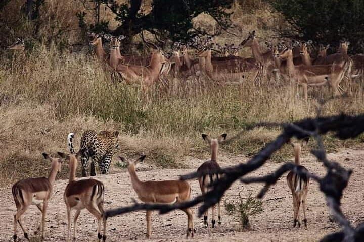 2-Day Kruger National Park Safari: Big Five Game Drives & Guided Bushwalks photo 2