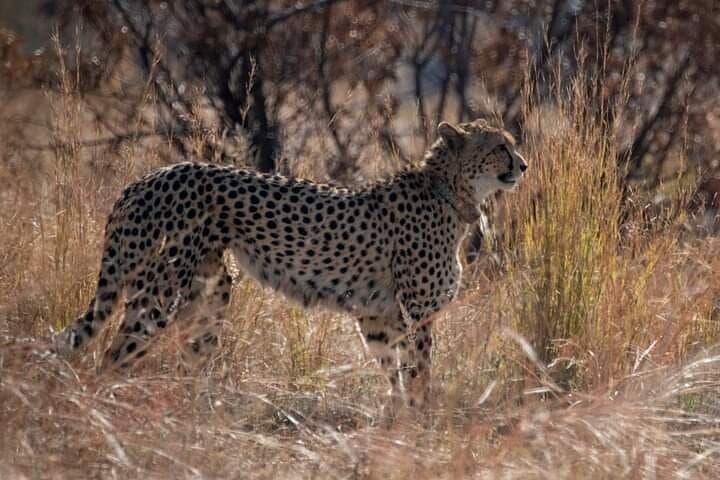2-Day Kruger National Park Safari: Big Five Game Drives & Guided Bushwalks photo 3